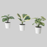 FEJKA Artifi potted plant w pot, set of 3, in/outdoor begonia, 6 cm